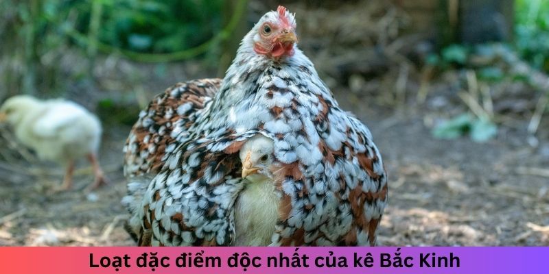 Gà Bắc Kinh - Tìm Hiểu Từ Trung Quốc Đến Toàn Thế Giới 2 Trang Chủ Jun88.com #1 Việt Nam Loạt đặc điểm độc nhất của kê Bắc Kinh